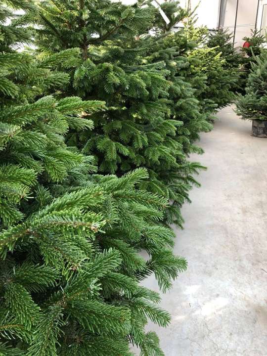 Echte kerstboom kopen